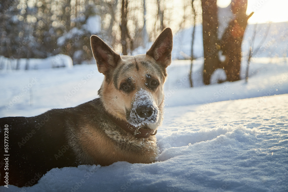 Dog German Shepherd outdoors in the forest in a winter day. Russian guard dog Eastern European Shepherd in nature on the snow and white trees covered snow Dog German Shepherd outdoors in the forest in a winter day. Russian guard dog Eastern European Shepherd in nature on the snow and white trees covered snow