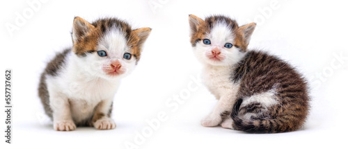Fototapeta Naklejka Na Ścianę i Meble -  Two small gentle kittens on a white isolated background