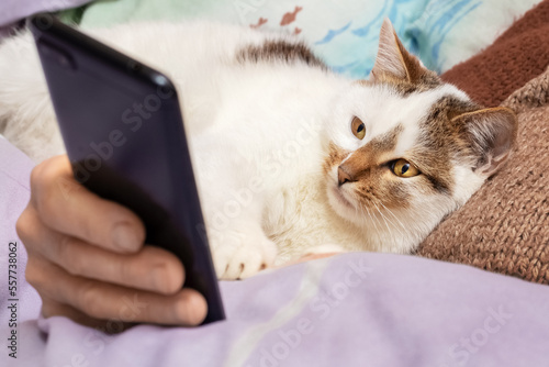 A white spotted cat lies next to a woman with a phone in her hand and looks intently into the phone