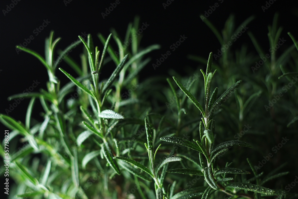 Rosemary bush in low key