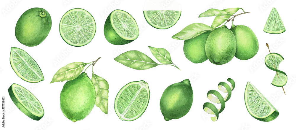 A set of watercolor illustration of a whole lime slices of half a fresh and juicy lime. Citrus ingredient for cocktails and lemonades. a piece of tropical fruit, vegetarian food. A set of watercolor illustration of a whole lime slices of half a fresh and juicy lime. Citrus ingredient for cocktails and lemonades. a piece of tropical fruit, vegetarian food.