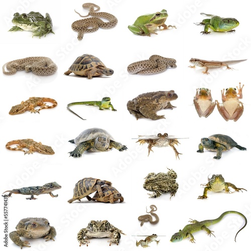european reptiles and amphibians