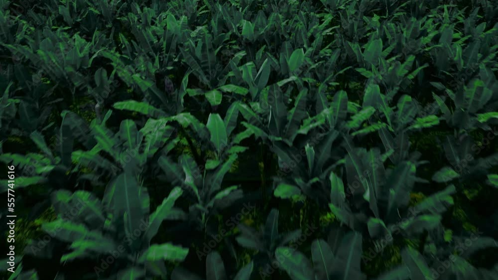Banana farm Banana farm