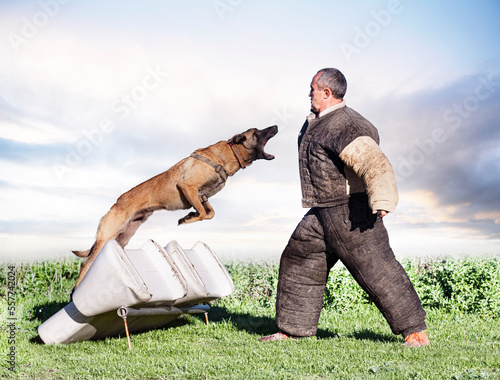 training of belgian shepherd photo