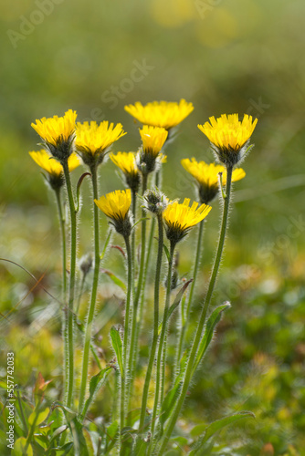 Yellow wild flowers. Blooming plants in the meadow in spring.