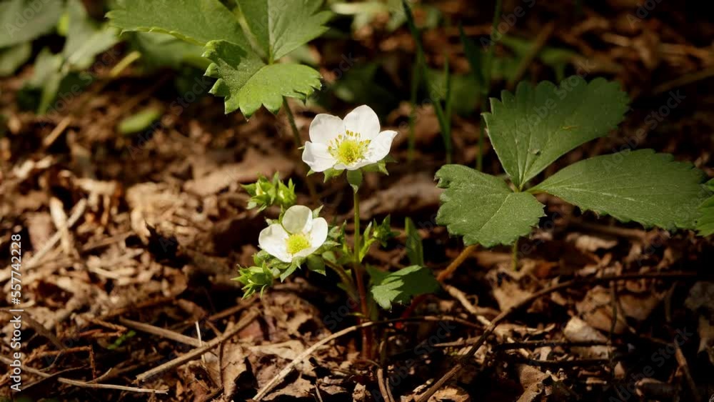 Close up strawberry blooming. Spring time gardening. Fresh berries growth Close up strawberry blooming. Spring time gardening. Fresh berries growth