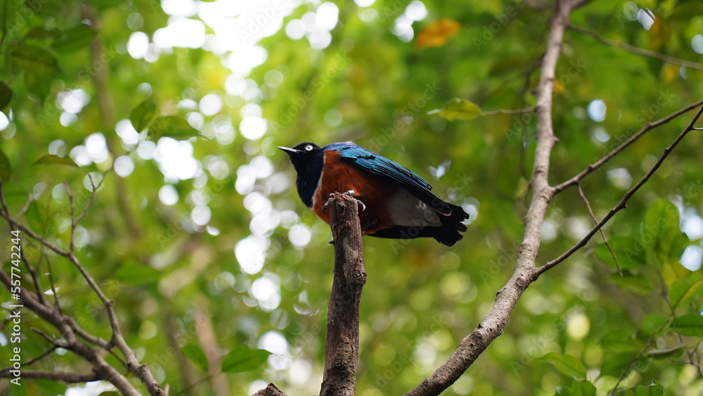 Superb Starling|Lamprotornis superbus|栗頭麗椋鳥 Superb Starling|Lamprotornis superbus|栗頭麗椋鳥