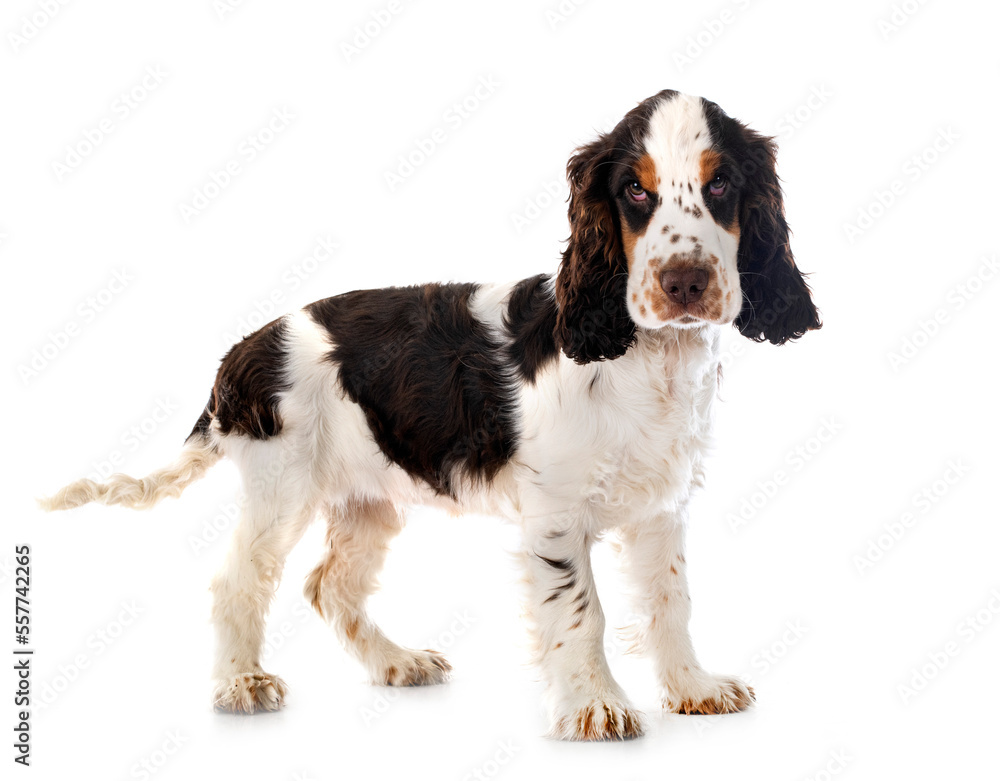 English Cocker Spaniel