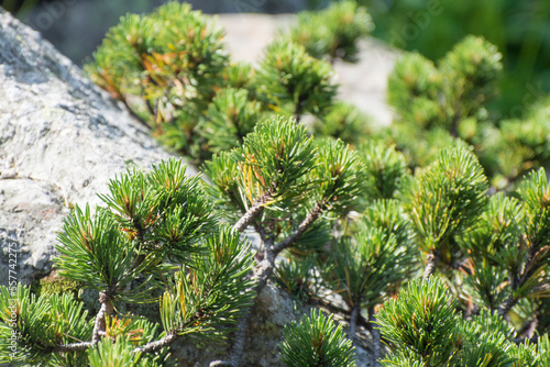 Young growth of mountain pine  Pinus mugo  on the rock.