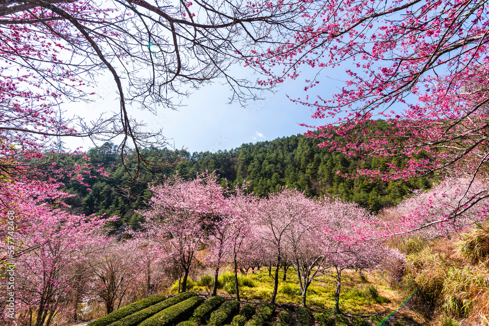 Landscape view of pink cherry blossoms at the sakura gardens of Wuling Farm in Taichung, Taiwan. Landscape view of pink cherry blossoms at the sakura gardens of Wuling Farm in Taichung, Taiwan.