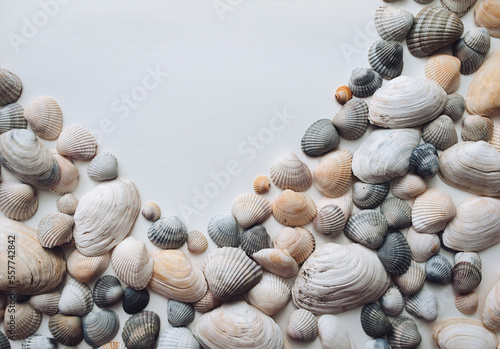 Light gray and orange seashells lie on white textured paper. Natural background with copy space.