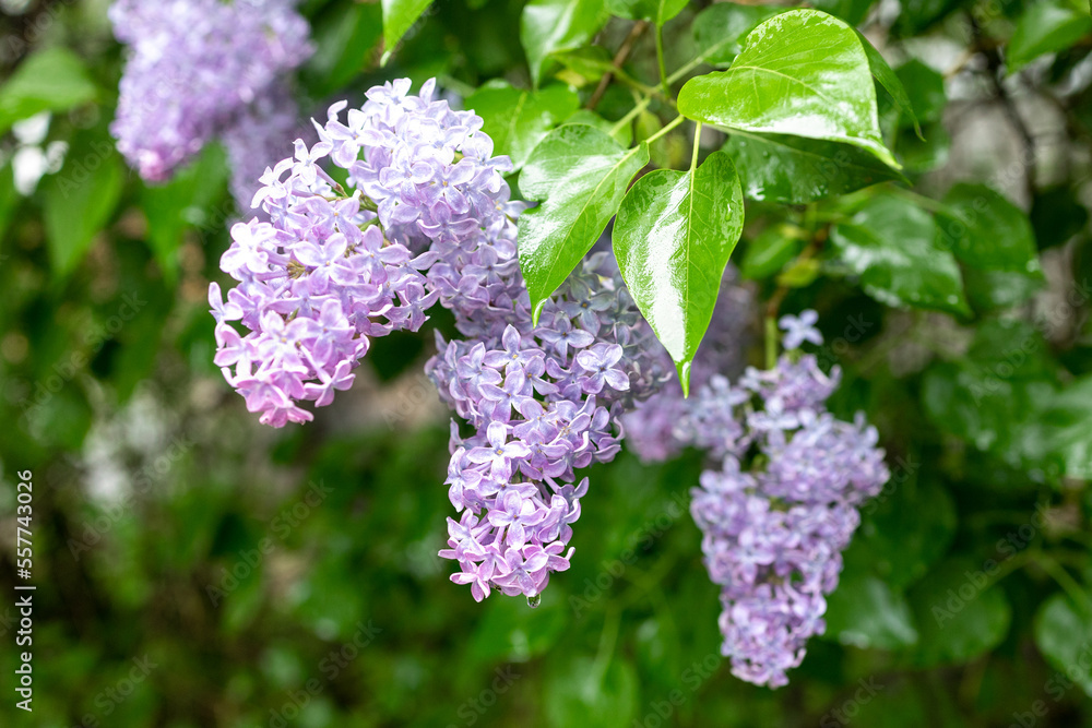 Fototapeta premium Several branches of lilac flowers with green leaves, floral natural seasonal background