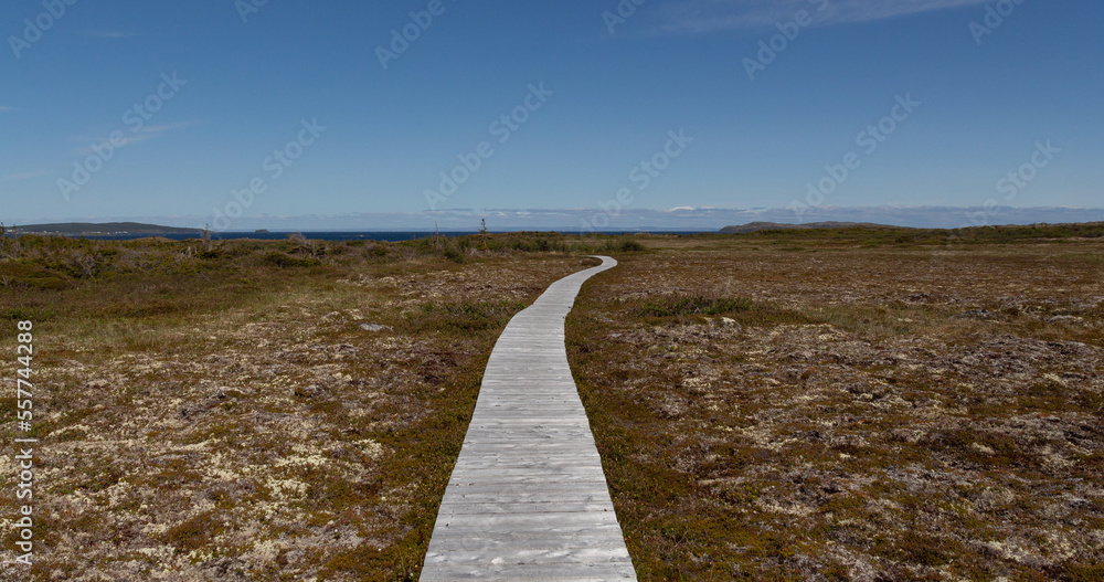 Newfoundland boardwalk to sea, wide landscape horizon and blue sky, brush and rock, outdoor daylight.