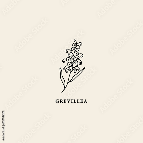 Line art grevillea flower illustration photo