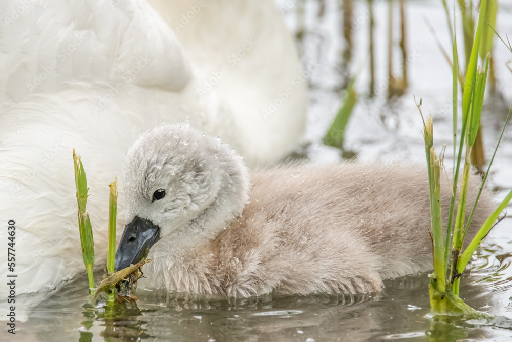 Schwanküken frisst behütet von der Mutter Schwanküken frisst behütet von der Mutter