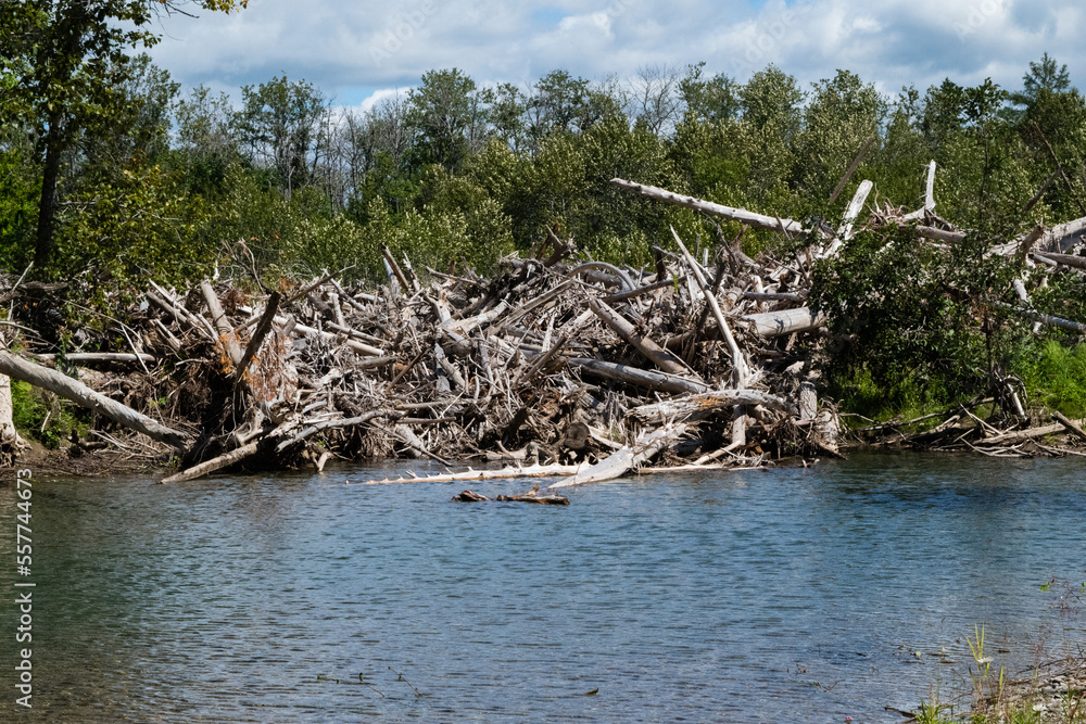 river with lots of tree trunk in water. Natural wooden dam. Pile of wood river with lots of tree trunk in water. Natural wooden dam. Pile of wood