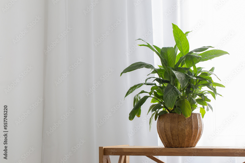 white home interior with houseplants on wooden shelf white home interior with houseplants on wooden shelf