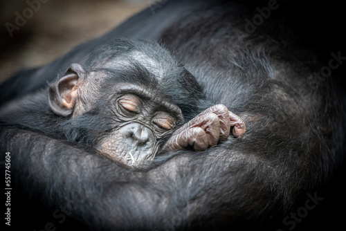 Photography a young monkey sleeping with eyes closed