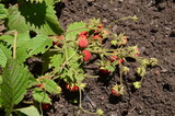 Strawberries grow in arid conditions in sunny weather.