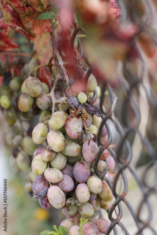 Grapes and dead wasp on the fence. Ripe fruit, grapes