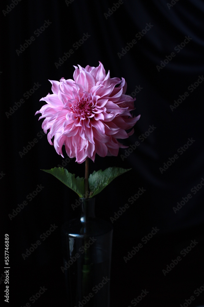 Pink dahlia flower on the dark background. Solitude potrait of a flower
