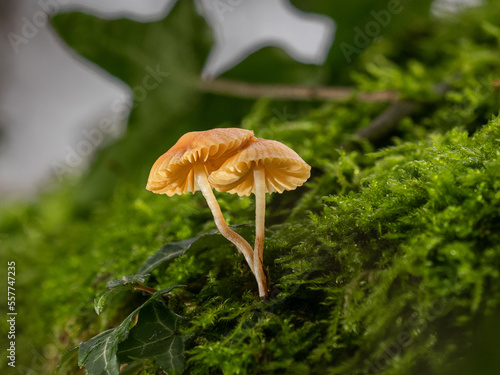 Dwarf Bell - Galerina pumila,