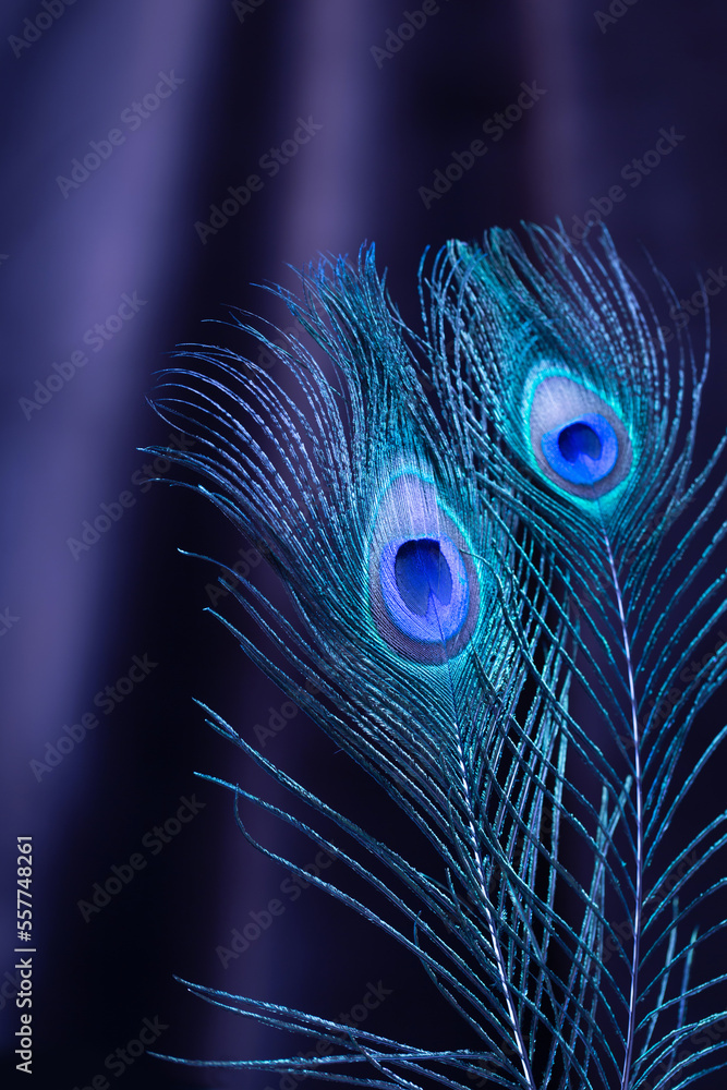 Obraz premium peacock feather on background of velvet