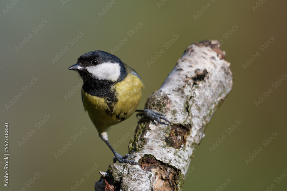 The great tit (Parus major) is sitting on an old birch stump and looks curiously into the camera lens(Parus major) The great tit (Parus major) is sitting on an old birch stump and looks curiously into the camera lens(Parus major)
