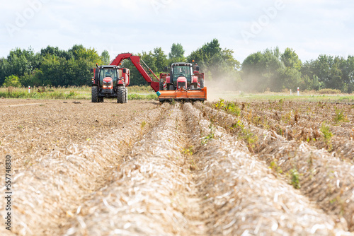 Harvesting potatoes with tractors from the field