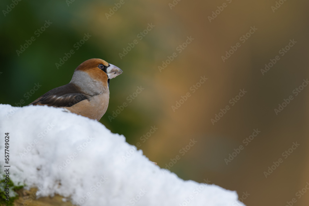 Hawfinch sits on a snow-covered trunk looking around warily because a sparrowhawk has appeared in the area Hawfinch sits on a snow-covered trunk looking around warily because a sparrowhawk has appeared in the area