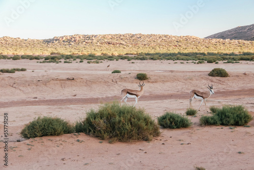 a pair of springbok antelopes desert country