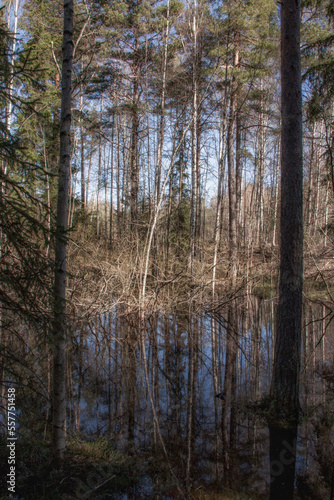 Swamp wetland forest in spring © makamy