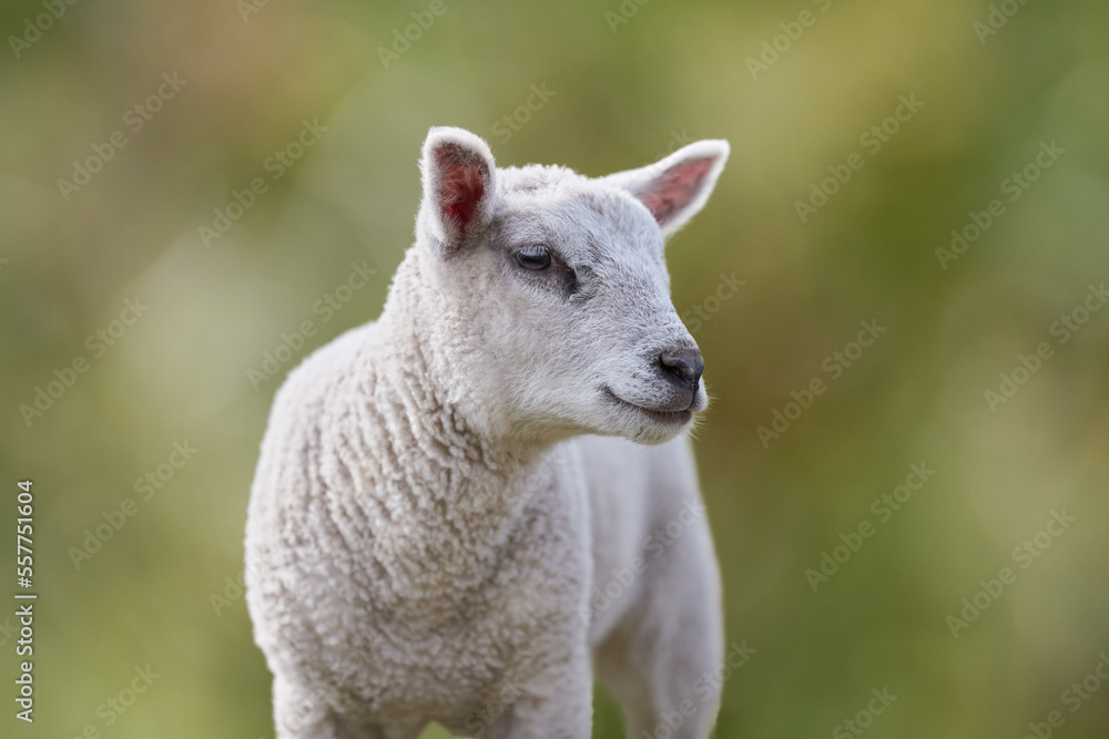 Young white lamb closeup on blurred background