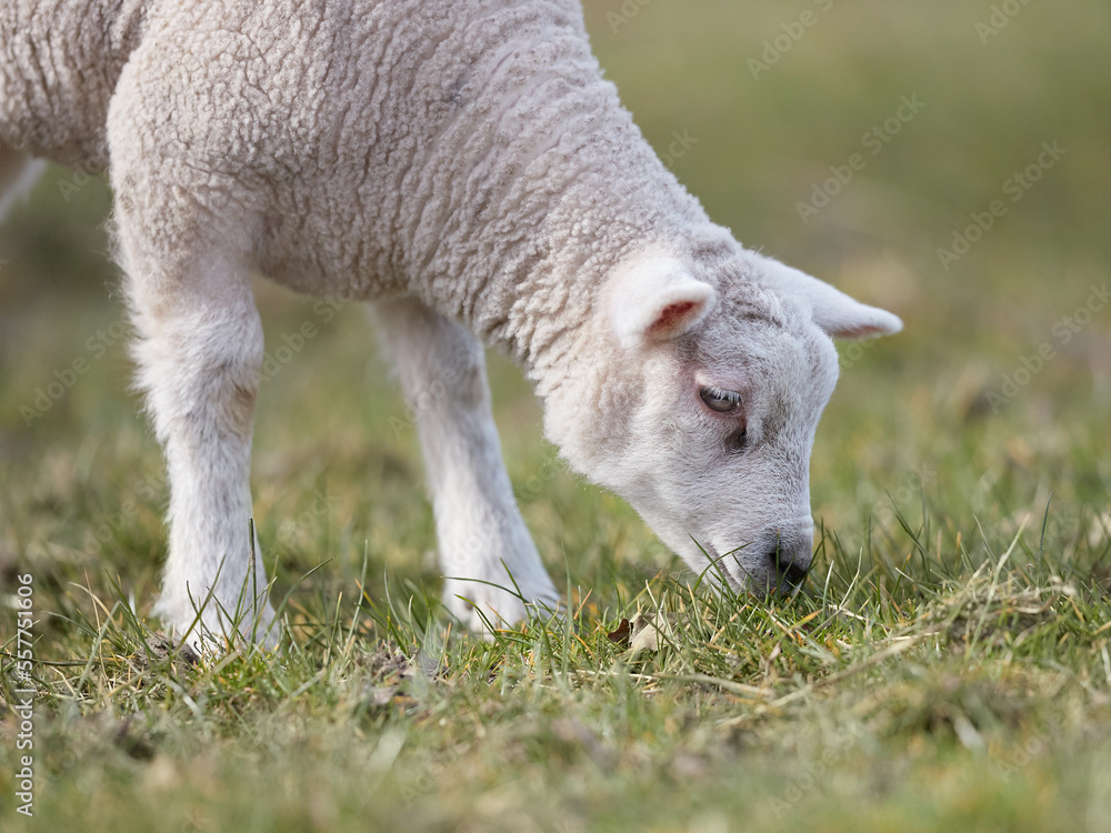 Obraz premium Closeup of young white lamb in Spring