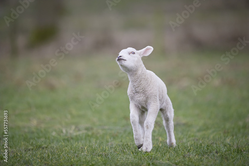 Young white lamb playful and jumping in meadow in Springtime