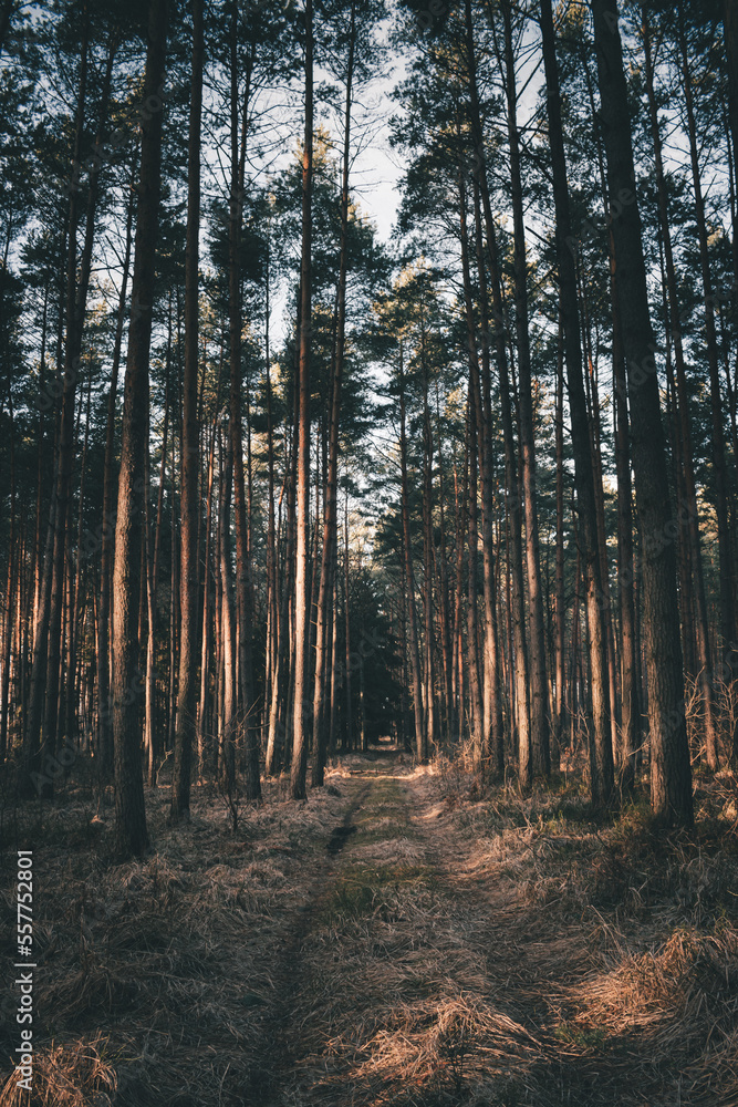 Obraz premium path in the woods