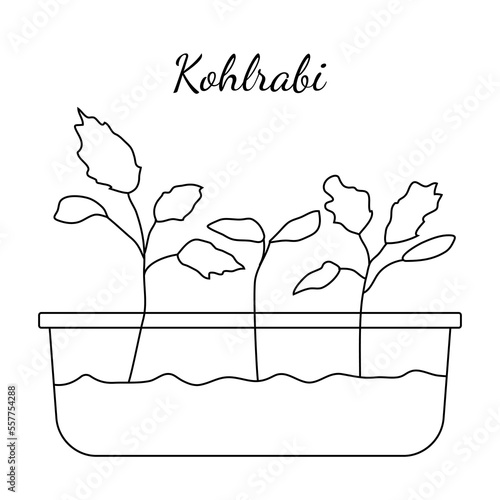 Hand drawn kohlrabi micro greens. Vector illustration in sketch style isolated on white background.