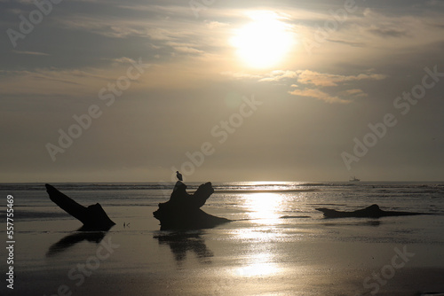 Cloudy Sunrise with Bird Perched on Driftwood where River Meets Ocean