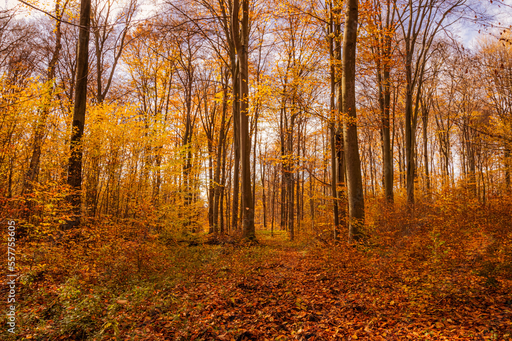 autumn in the woods