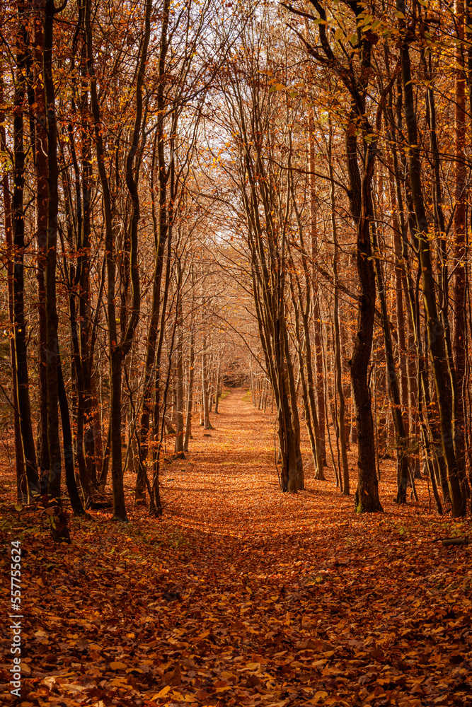 path in the forest