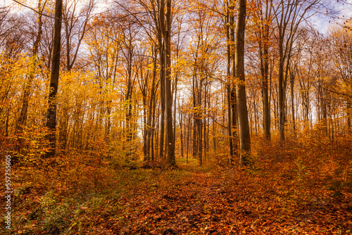 autumn in the woods © Marcin Zygmunt