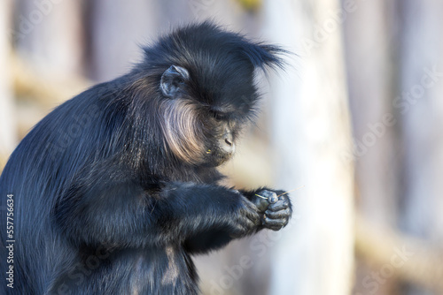 Little black monkey Black Mangabay - Lophocebus aterrimus photo