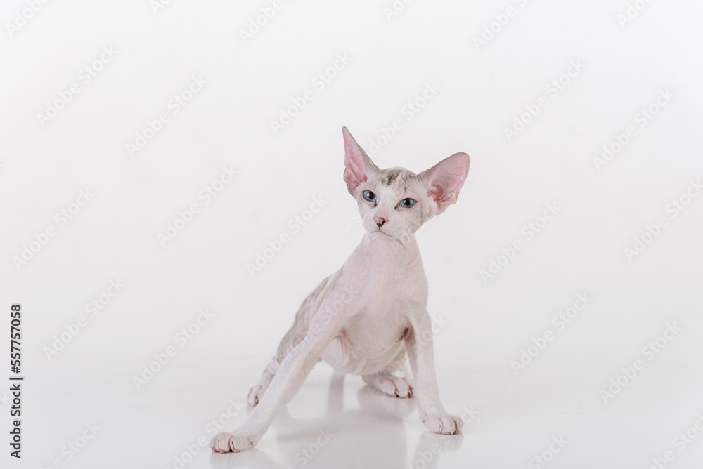 Scared Bright Very Young Peterbald Sphynx Cat Sitting on the white table with reflection