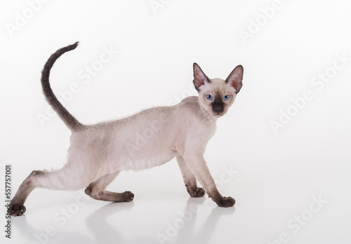 Curious Dark Hairless Very Young Peterbald Sphynx Cat on the white table with reflection. Looking Right