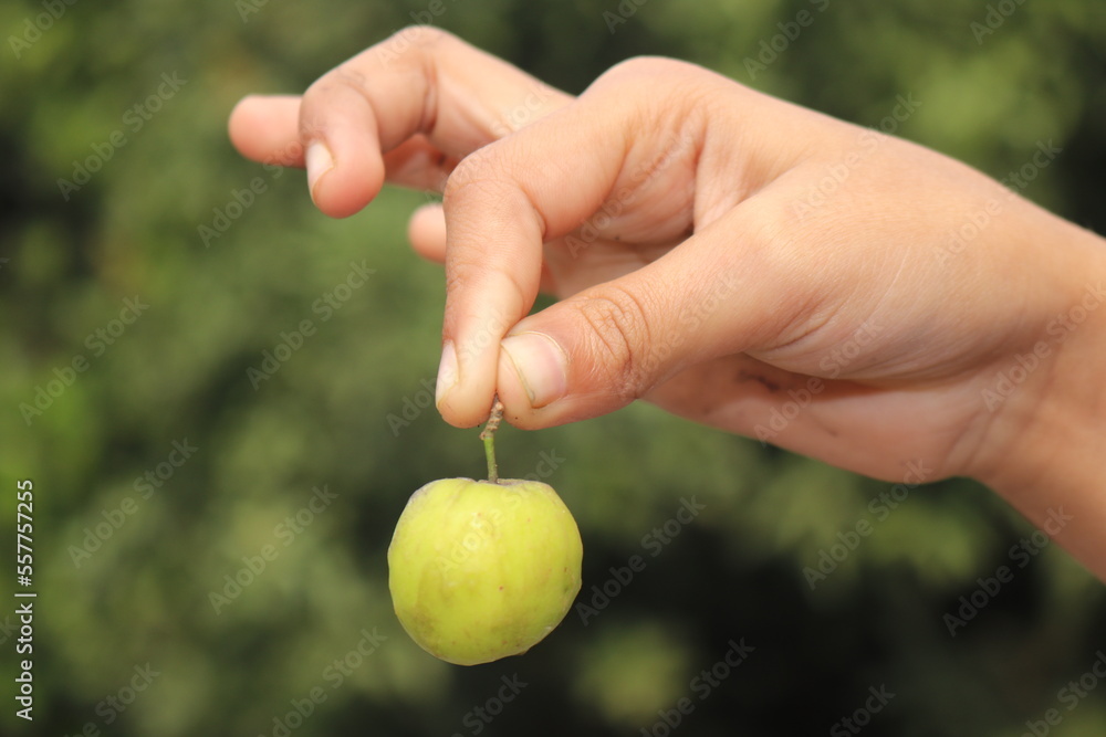So many sour the palm in Bangladesh So many sour the palm in Bangladesh