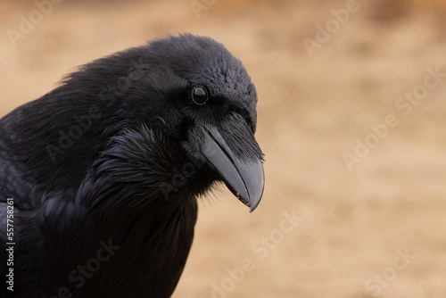 Close up of a black raven bird. 