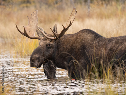 Big male bull moose during rut with a nice rack of antlers photographed in its natural marsh wetlands environment.  This is an adult bull moose eating Lilly pads in a shallow pond during fall season. © touchedbylight