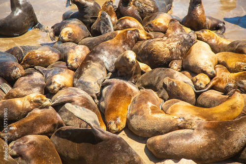Sea lions In Mar del Plata