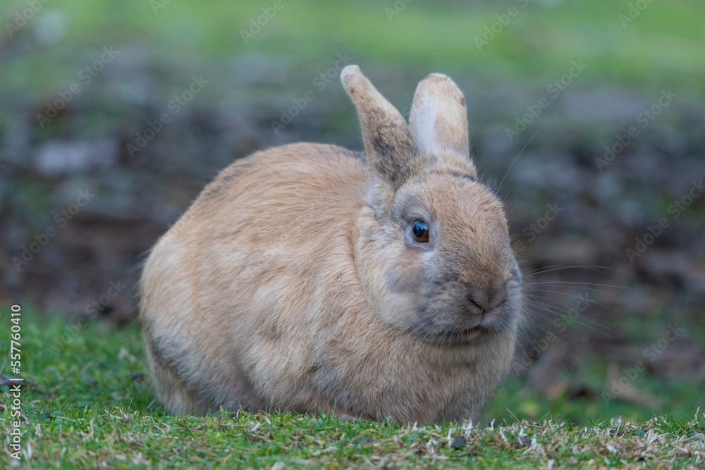 Cute rabbit enjoying the nature. Cute rabbit enjoying the nature.