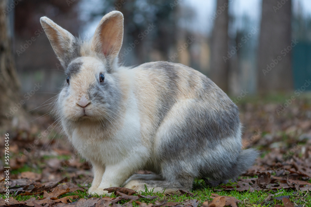Fototapeta premium Cute rabbit enjoying the nature.